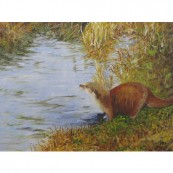 Otter at Chalford Thumbnail