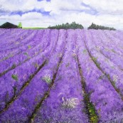 Snowshill Lavender Fields2 Thumbnail