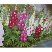 Hollyhocks standing tall Thumbnail